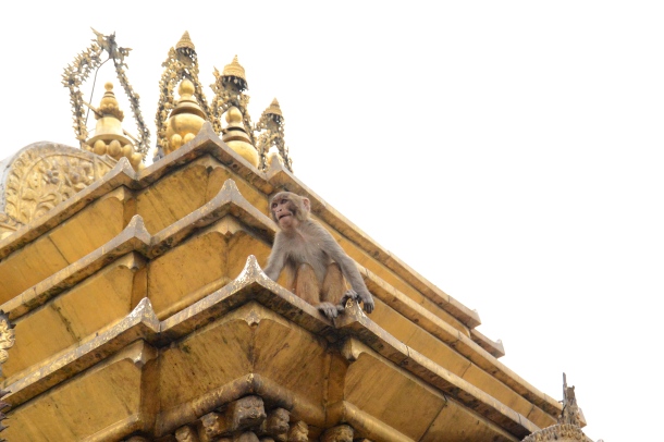 2 Swayambhu monkey on golden roof